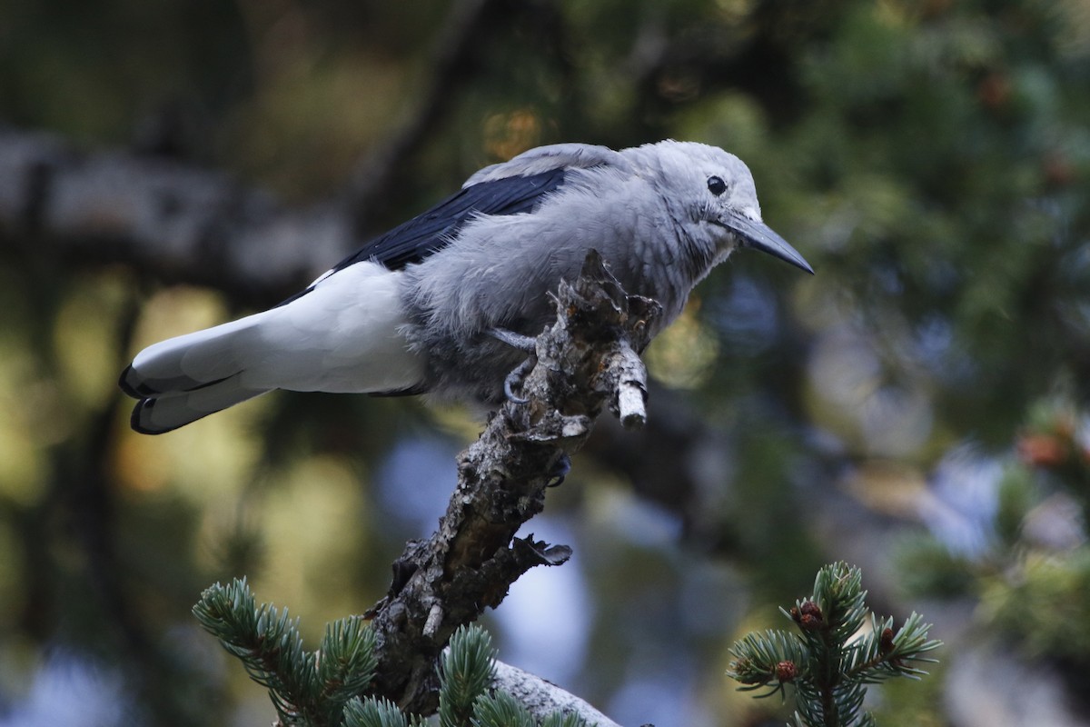 Clark's Nutcracker - ML69381211