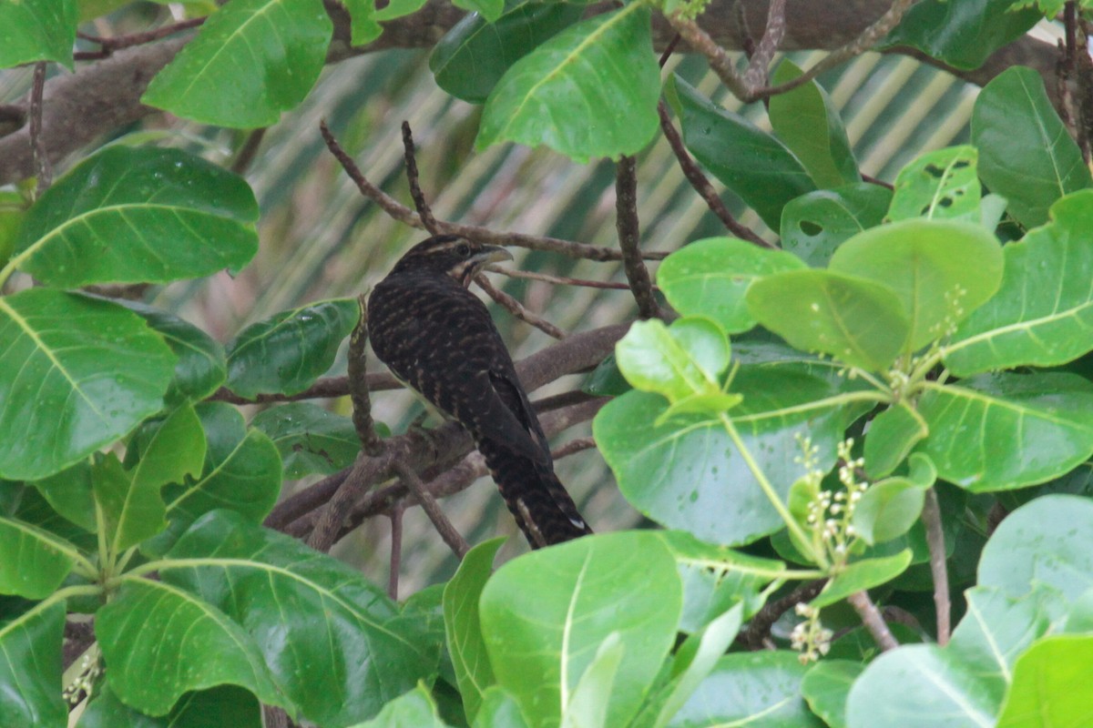 Long-tailed Koel - Daniel George