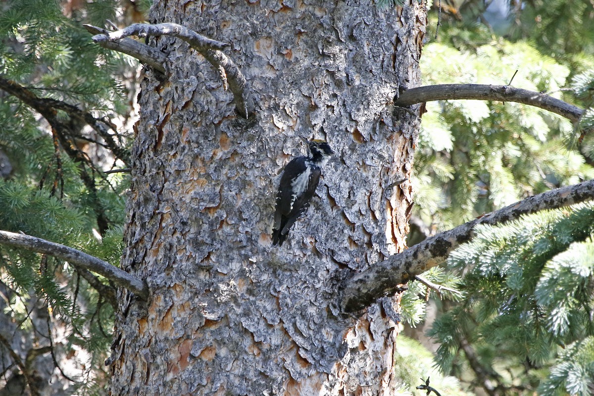 American Three-toed Woodpecker - ML69381441