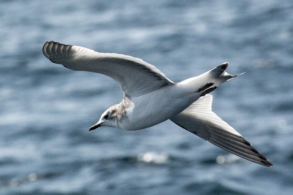 Sabine's Gull - ML69381891