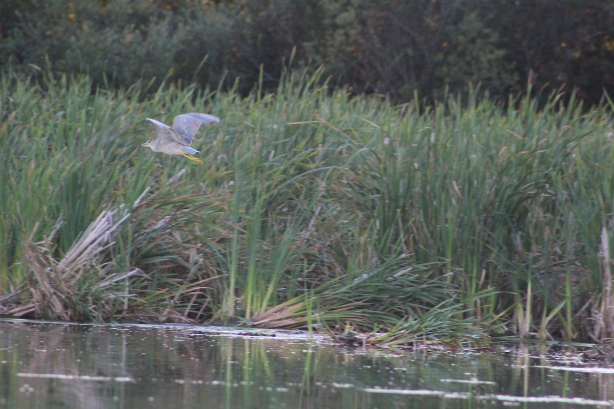 Black-crowned Night Heron - Kate  Caldwell