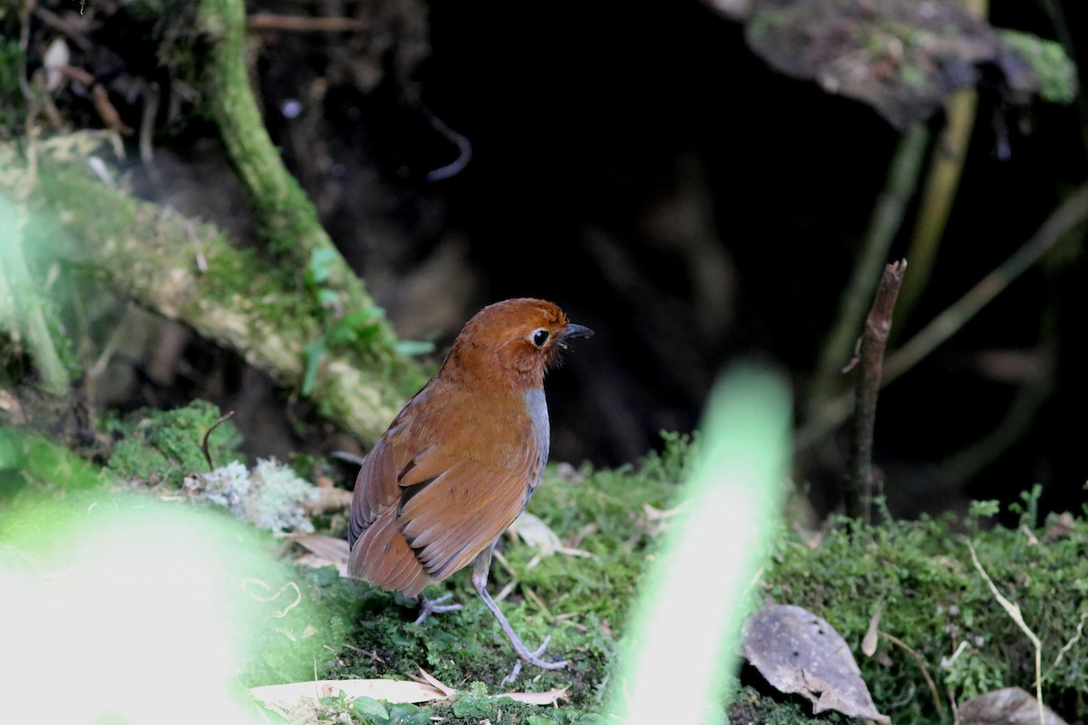 Bicolored Antpitta - ML69383701