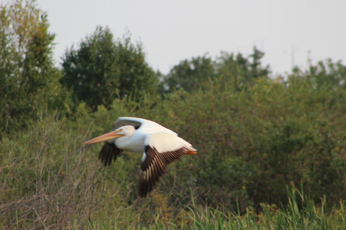 American White Pelican - Kate  Caldwell