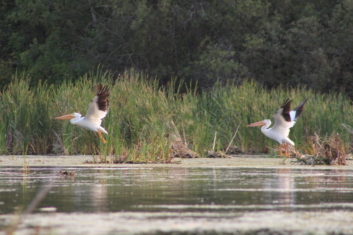 American White Pelican - Kate  Caldwell