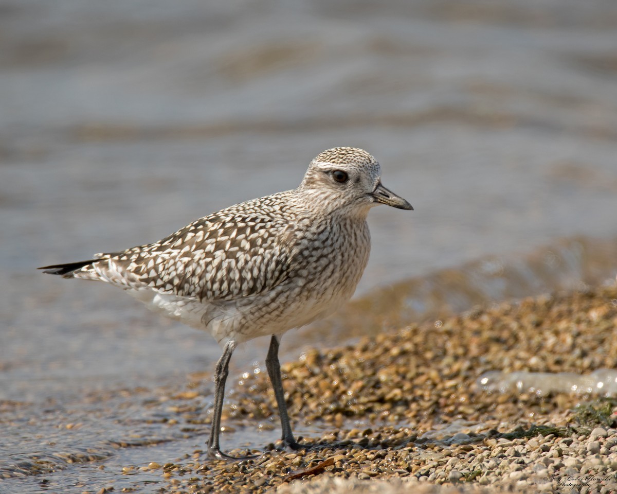 Black-bellied Plover - Lorri Howski 🦋