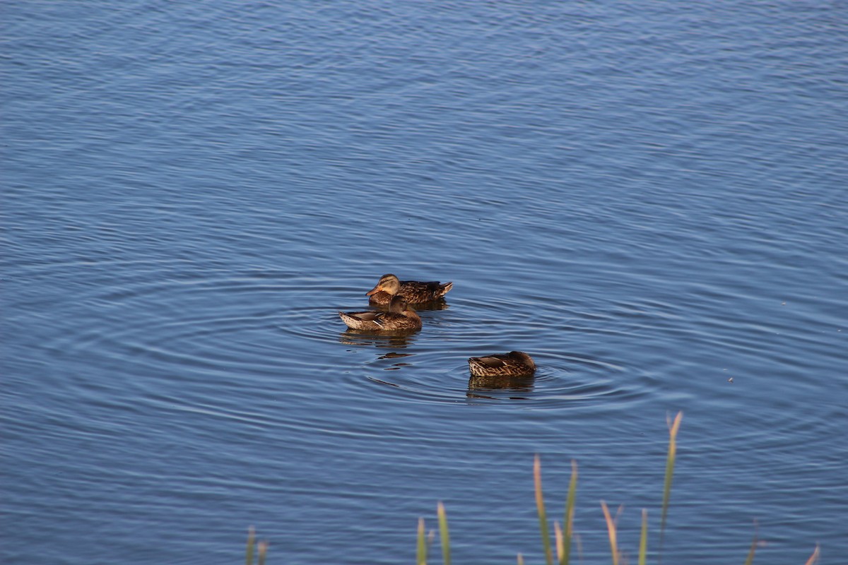 Canard colvert - ML69386441