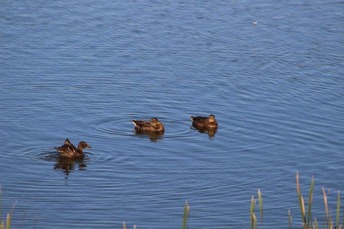 Mallard - ML69386481