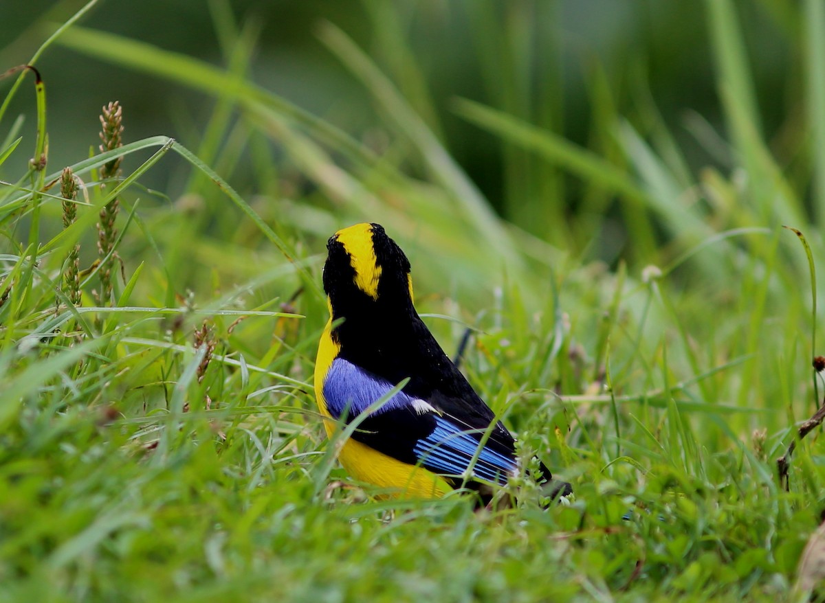 Blue-winged Mountain Tanager - Rohan van Twest