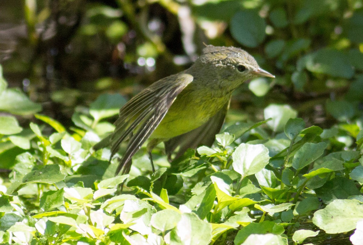 Orange-crowned Warbler - ML69387741