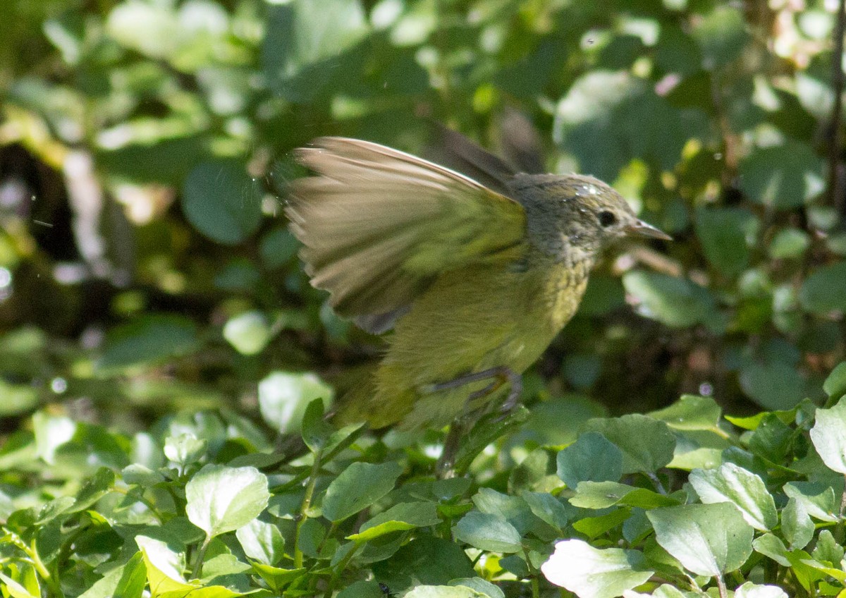 Orange-crowned Warbler - ML69387751