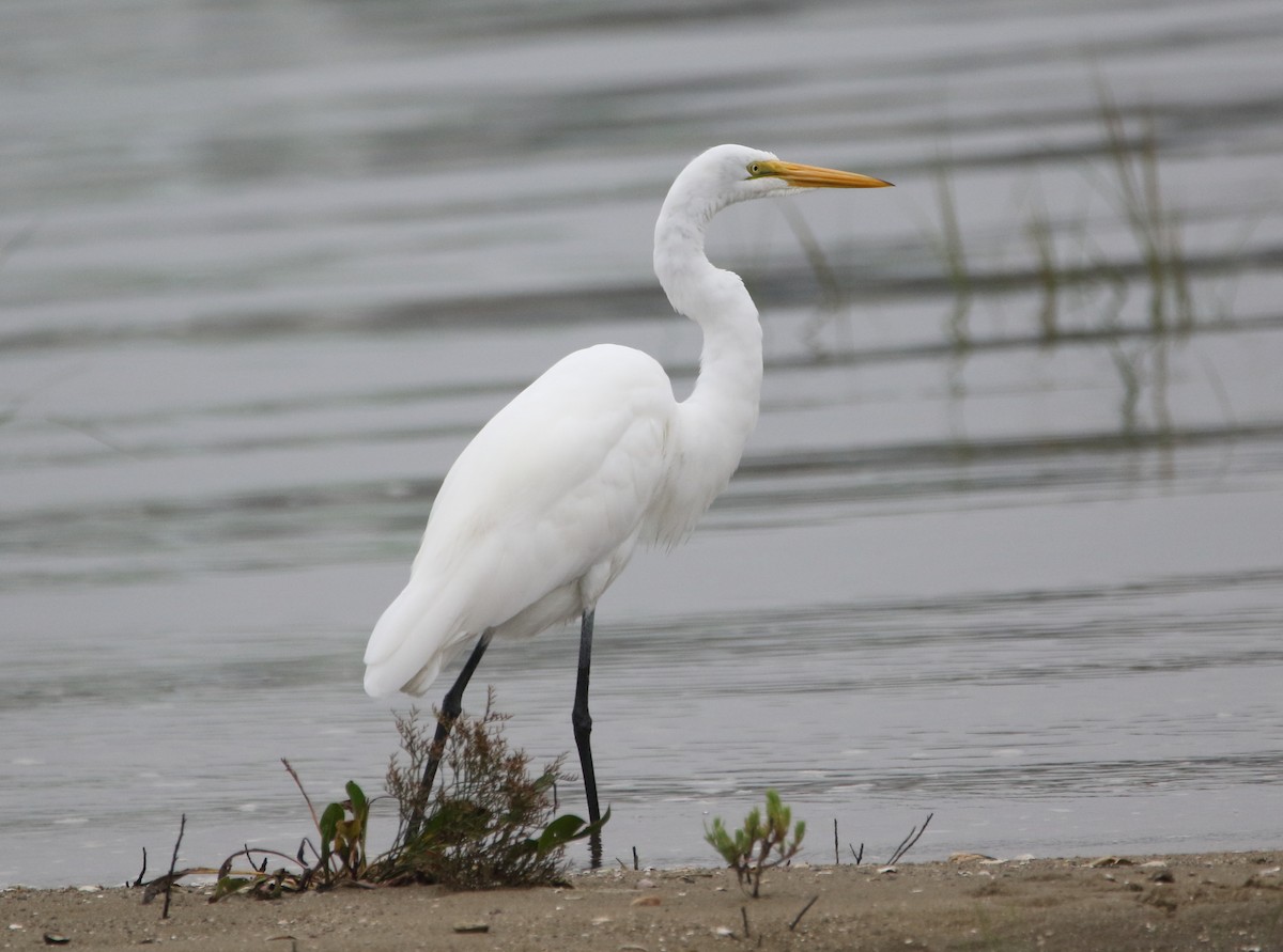 Great Egret - Jeff Hullstrung