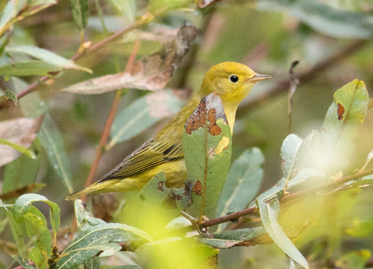 Yellow Warbler - ML69388731