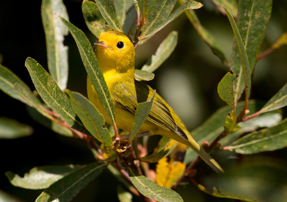 Wilson's Warbler - ML69388781