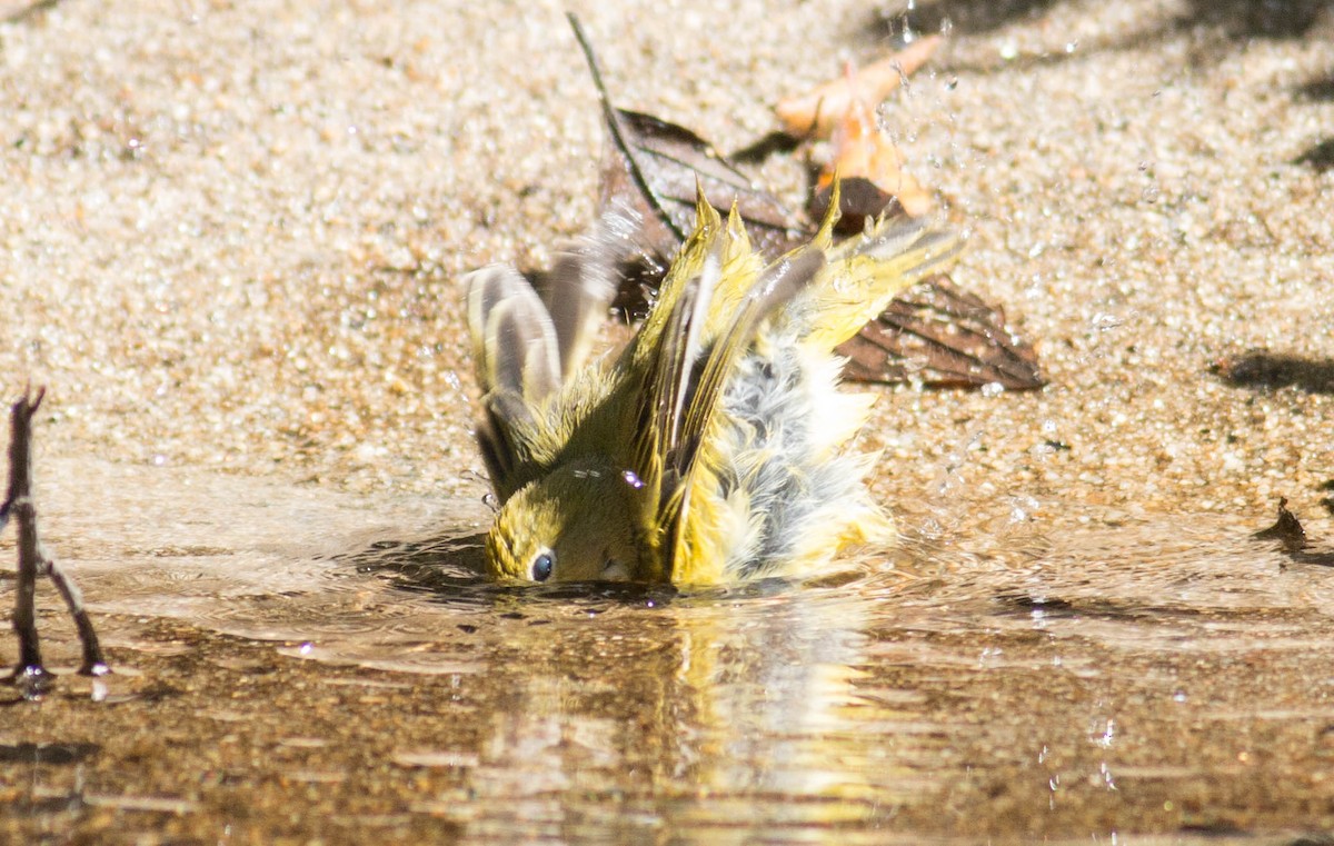 Yellow Warbler - ML69388791