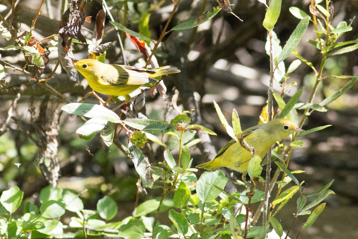 Yellow Warbler - Paul Fenwick