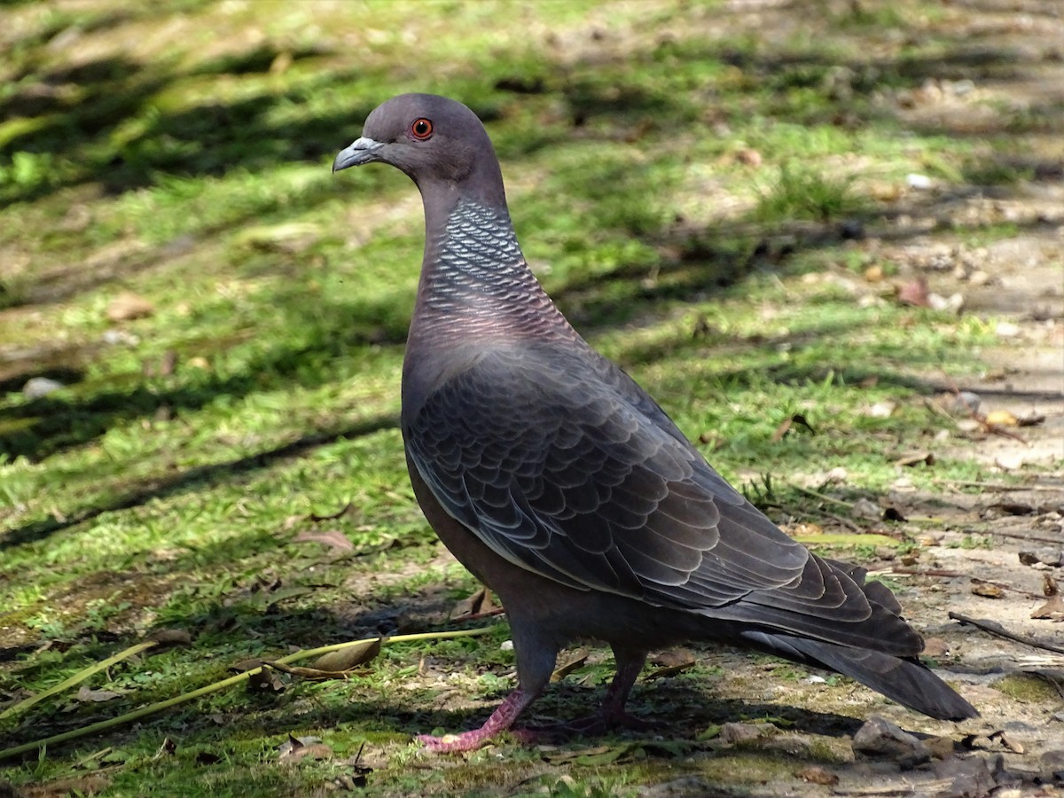 Picazuro Pigeon - ADRIAN GRILLI