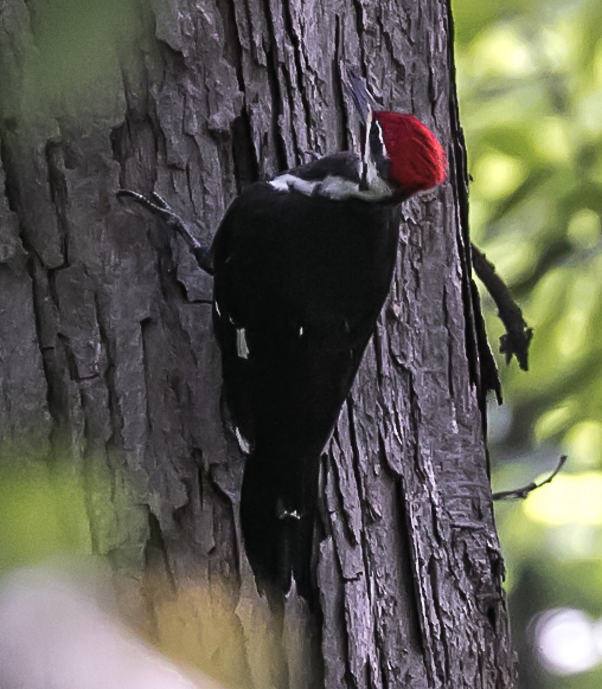 Pileated Woodpecker - ML69391251