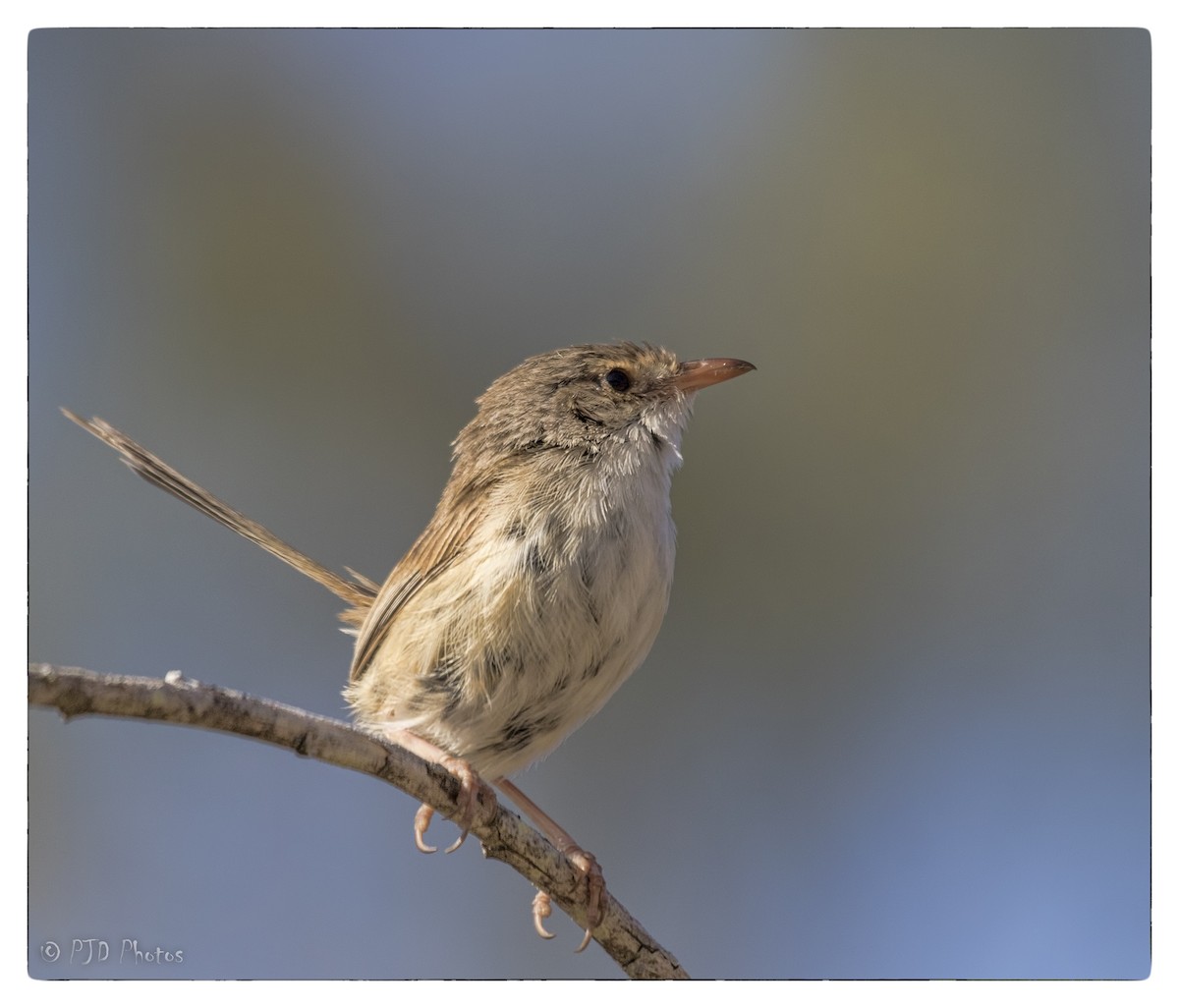 Red-backed Fairywren - Jill Duncan &  Ken Bissett