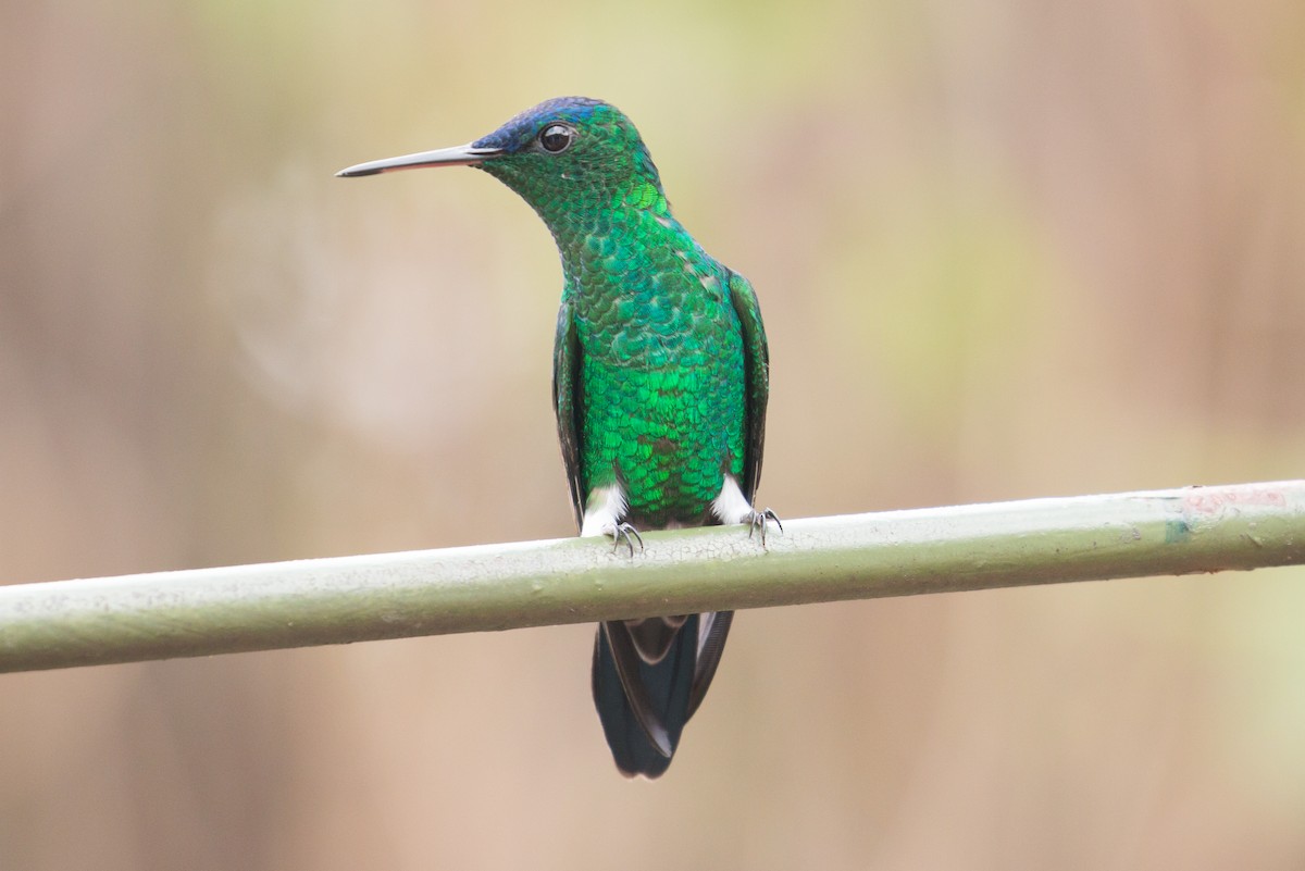 Indigo-capped Hummingbird - ML69391281