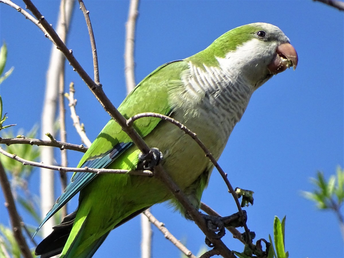 Monk Parakeet - ML69392581