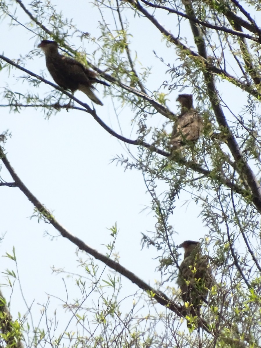 Crested Caracara (Southern) - ADRIAN GRILLI