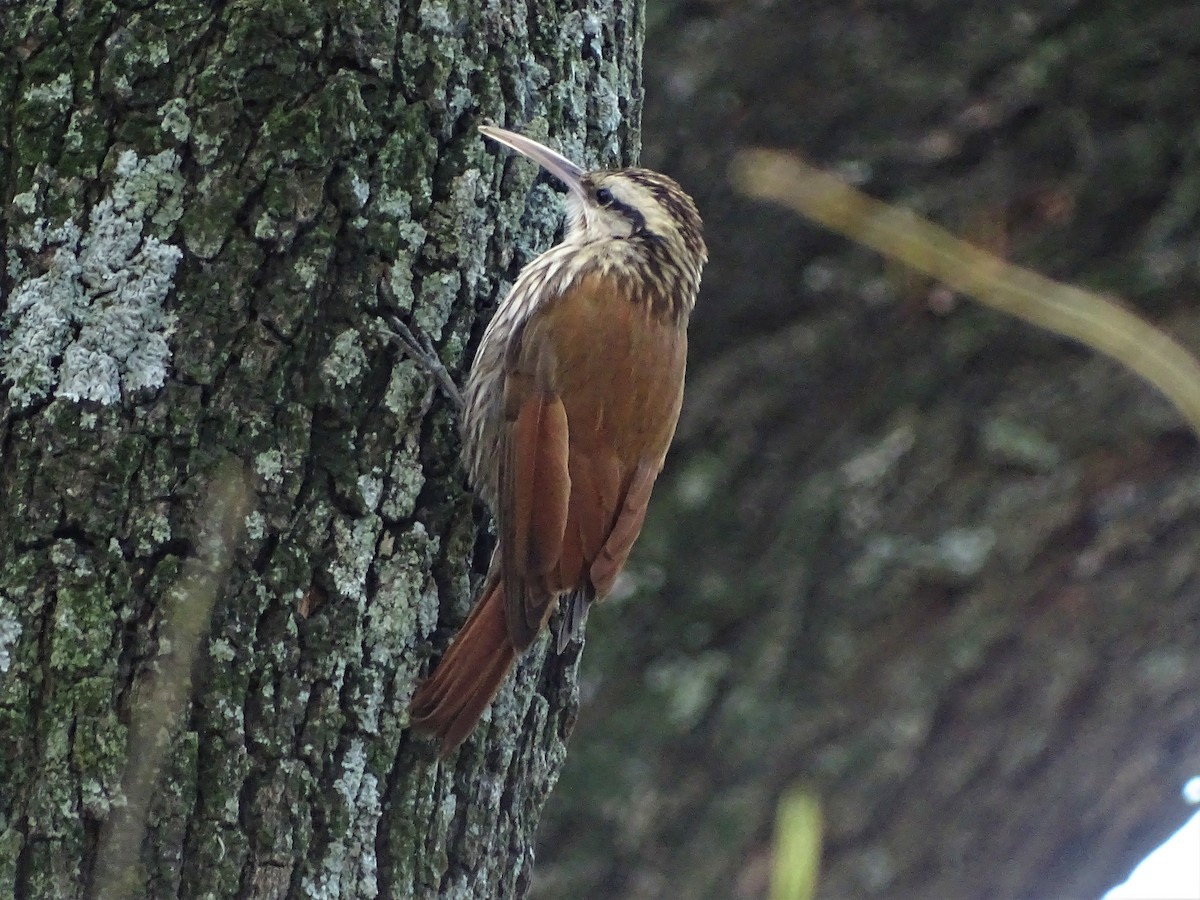 Narrow-billed Woodcreeper - ML69392701