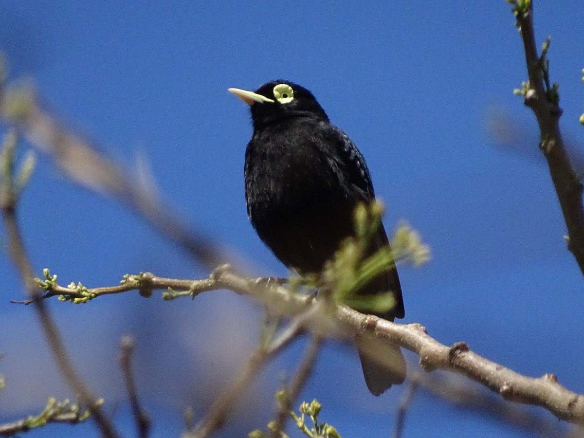 Spectacled Tyrant - ML69392731