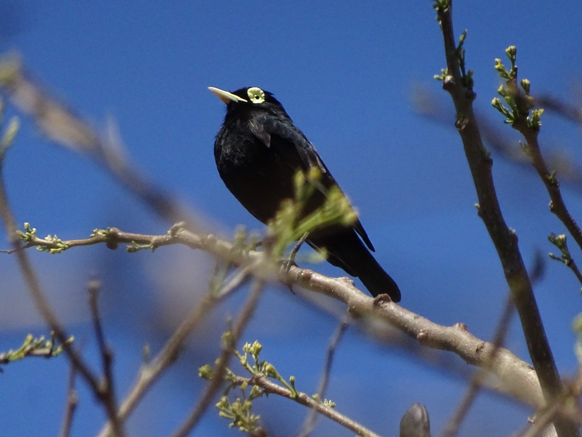 Spectacled Tyrant - ADRIAN GRILLI