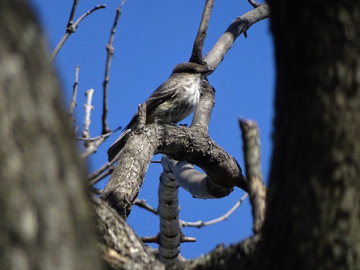 Vermilion Flycatcher - ML69392771