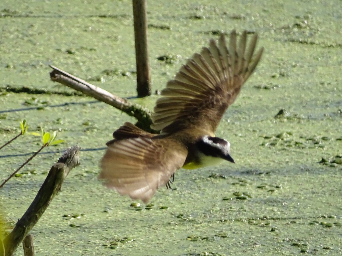 Great Kiskadee - ADRIAN GRILLI