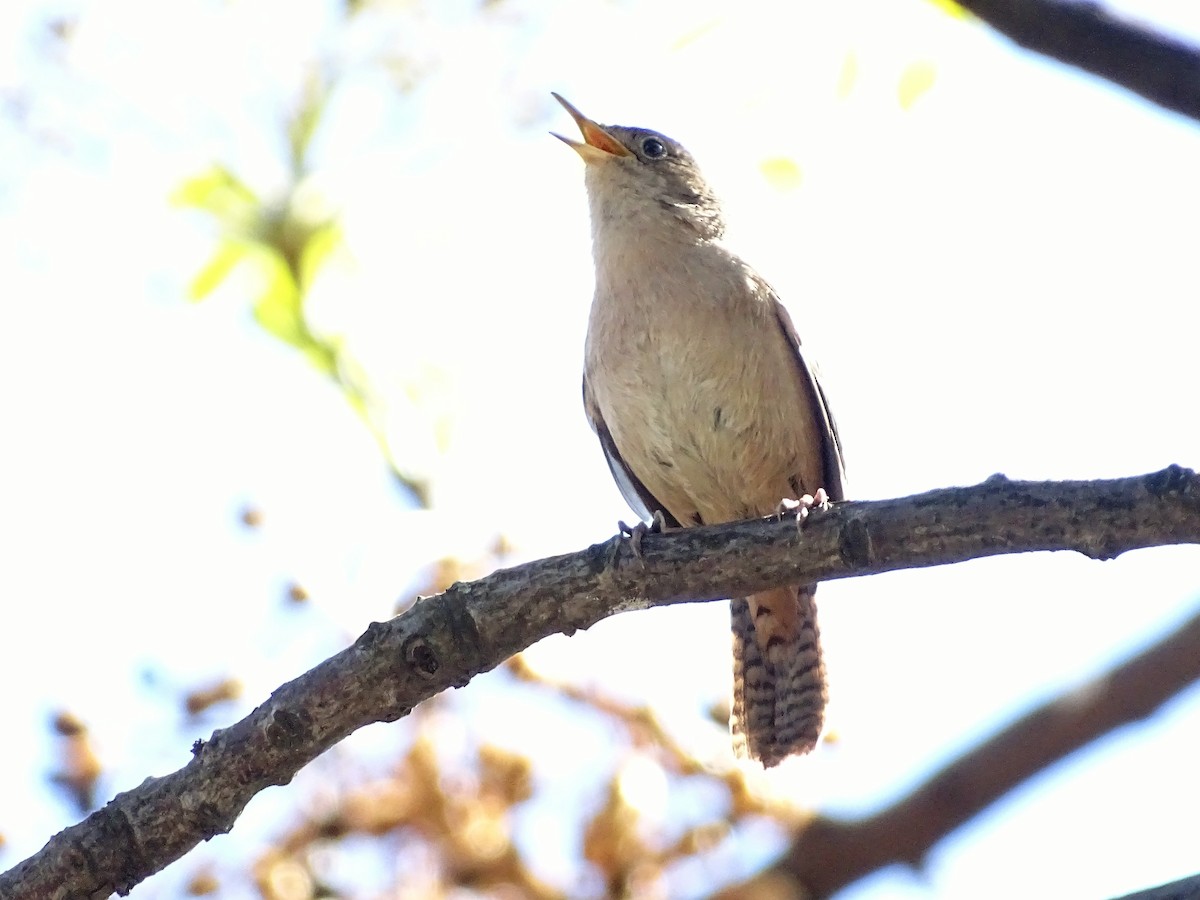 House Wren - ML69392861