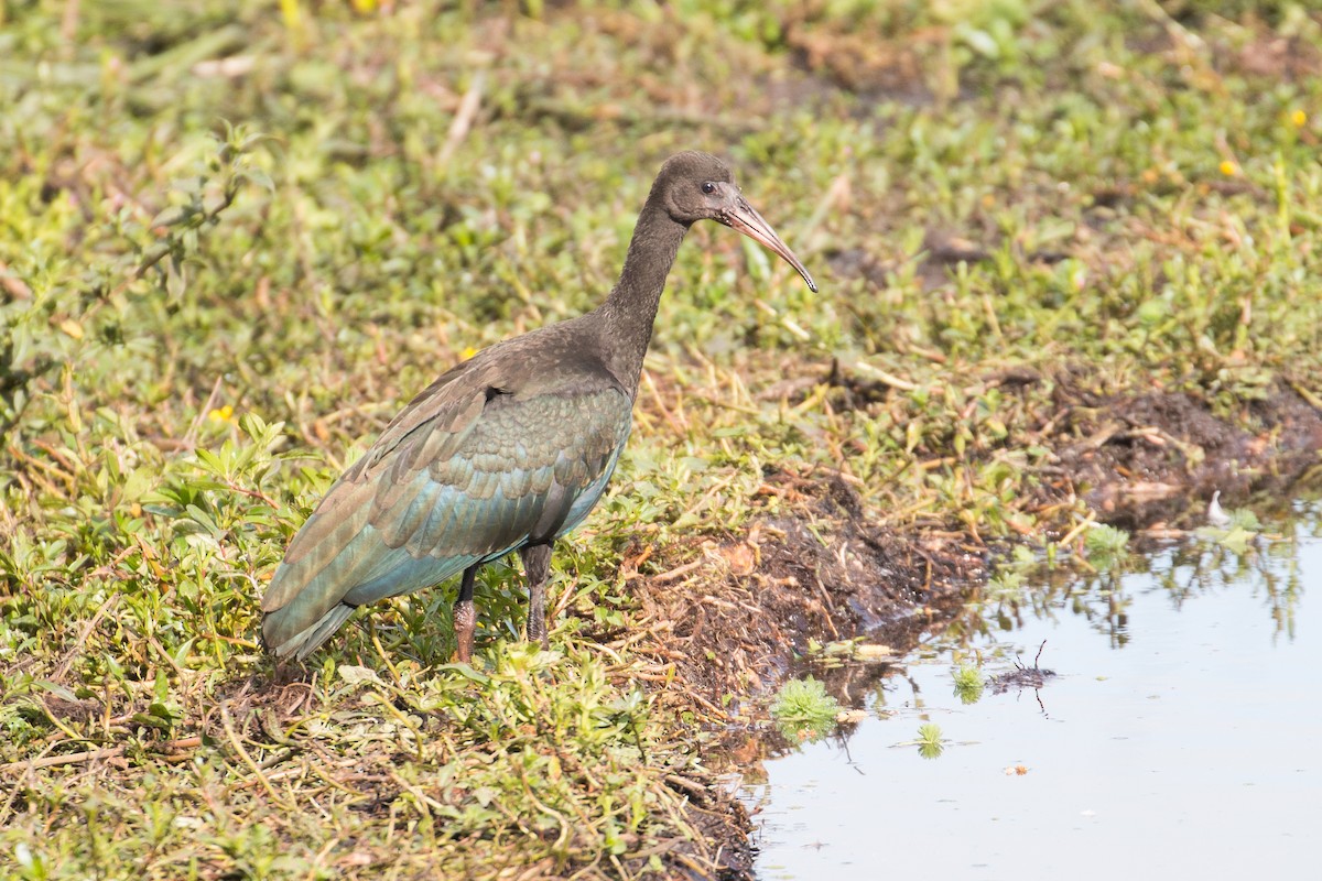 Bare-faced Ibis - ML69392881