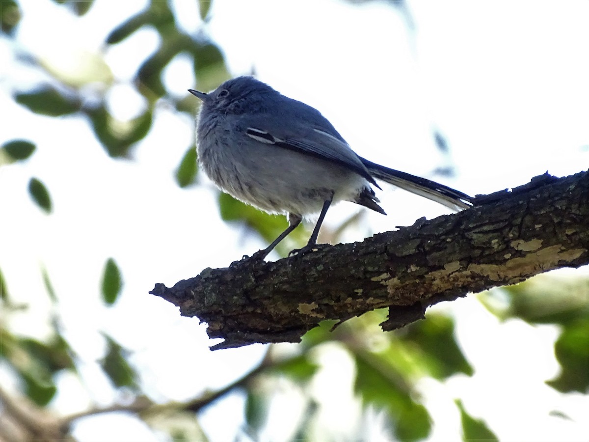 Masked Gnatcatcher - ML69392921