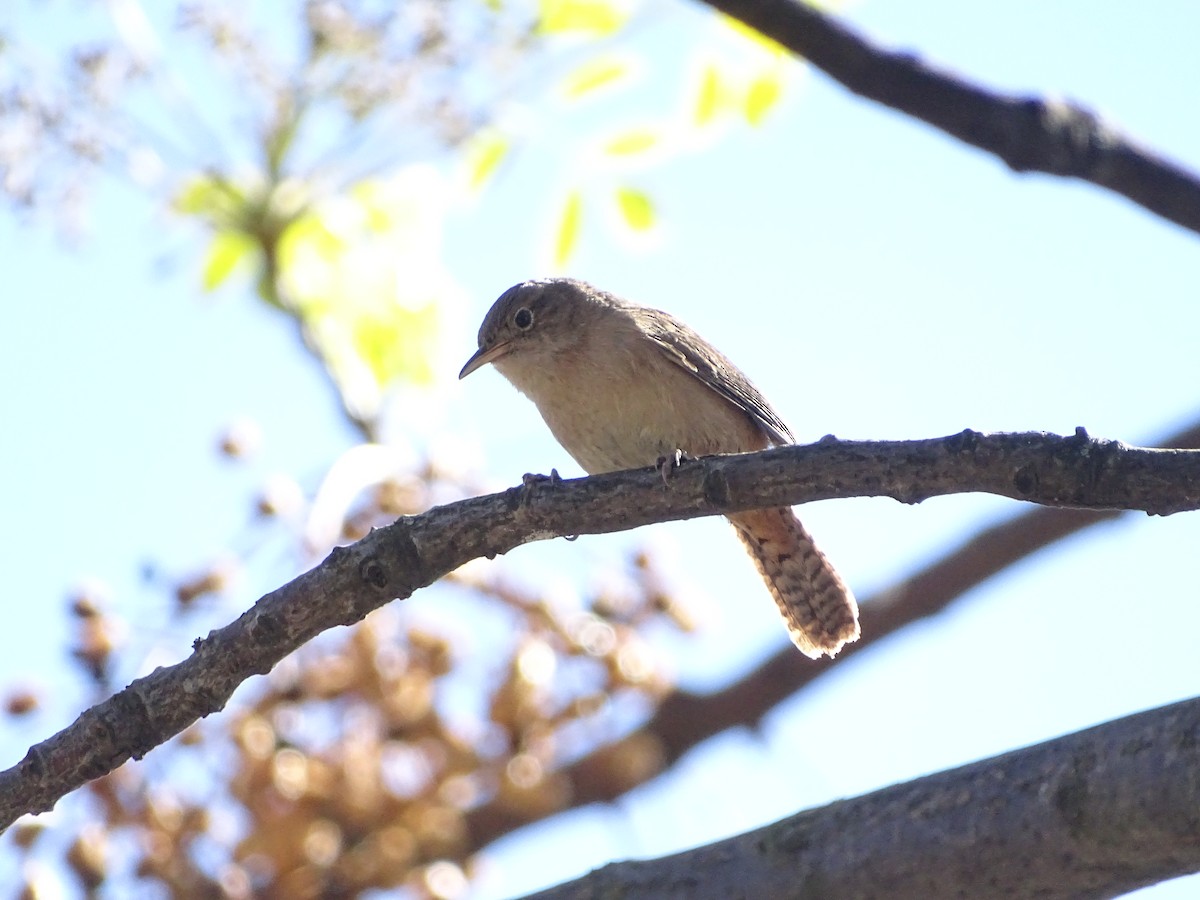 House Wren - ML69392931