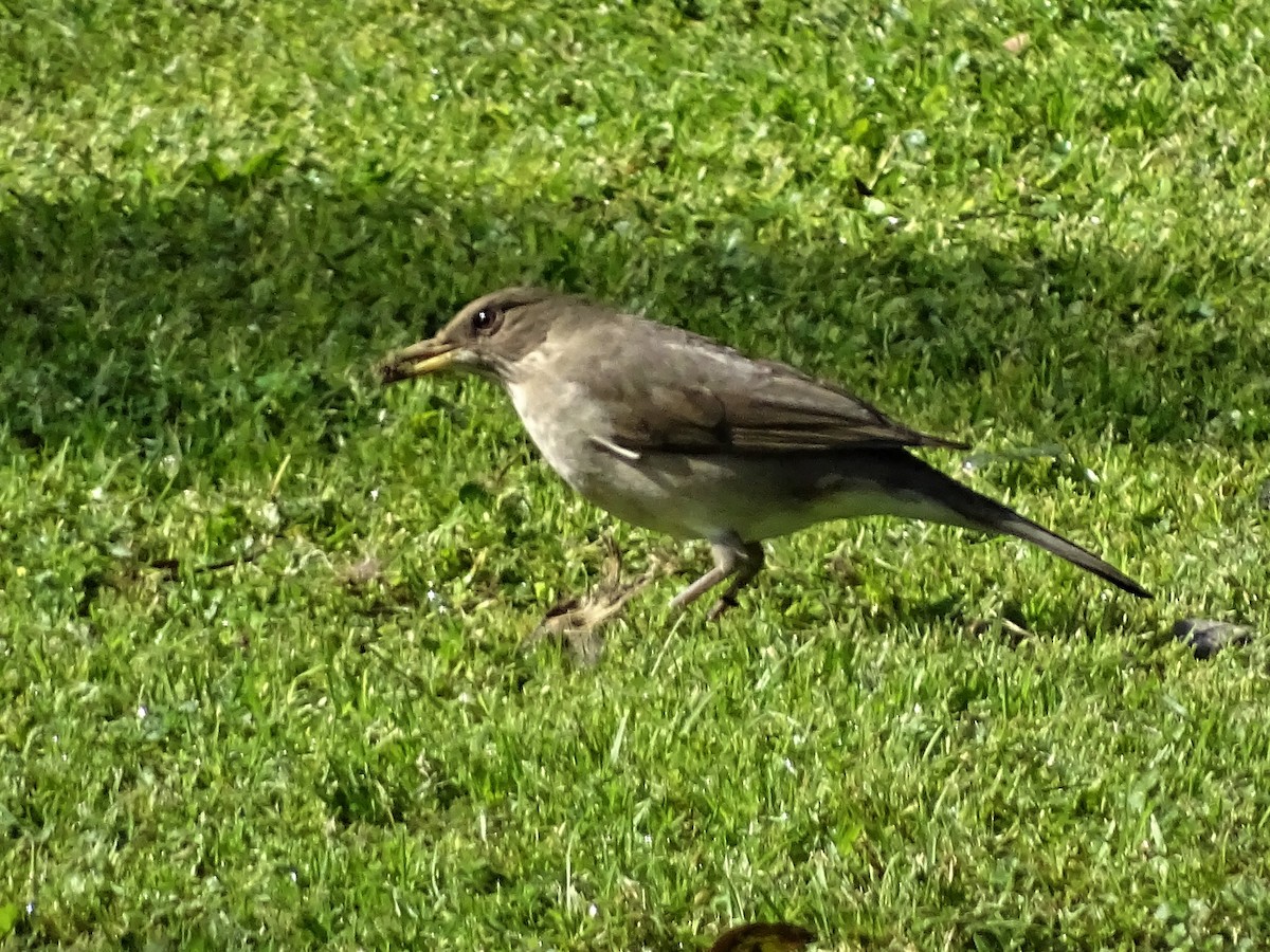 Creamy-bellied Thrush - ML69392981