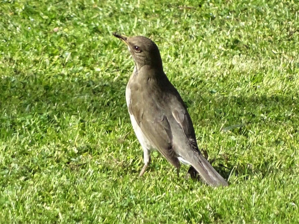 Creamy-bellied Thrush - ML69392991