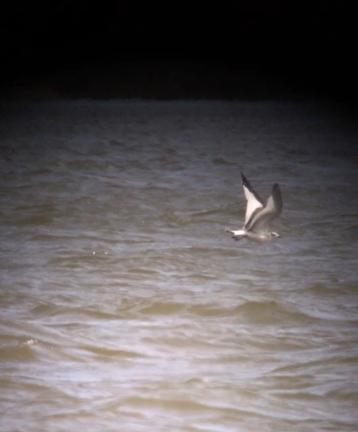 Sabine's Gull - ML69393021