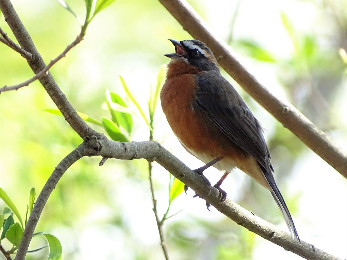 Black-and-rufous Warbling Finch - ADRIAN GRILLI