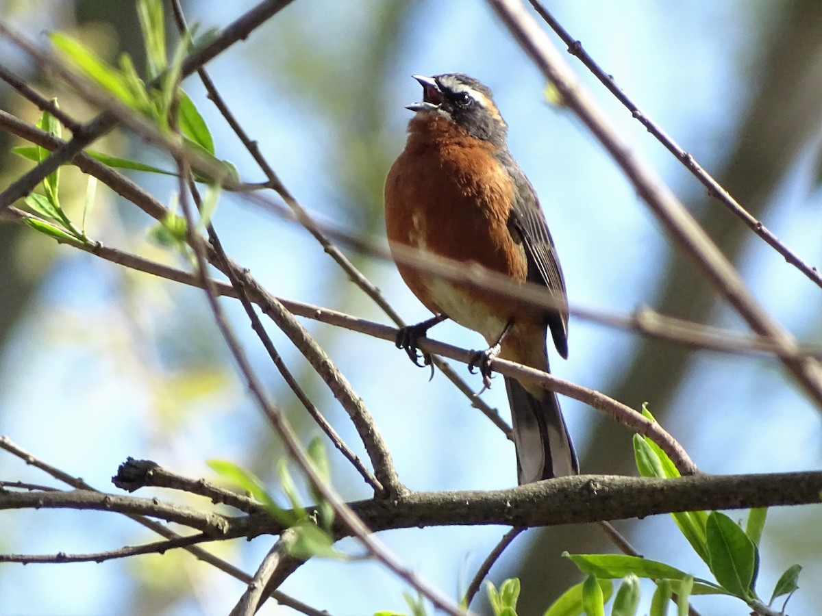 Black-and-rufous Warbling Finch - ADRIAN GRILLI