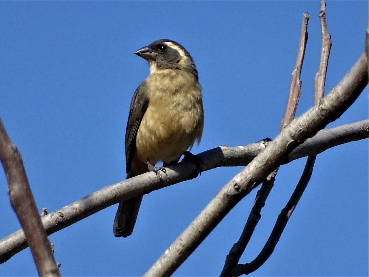 Golden-billed Saltator - ML69393161