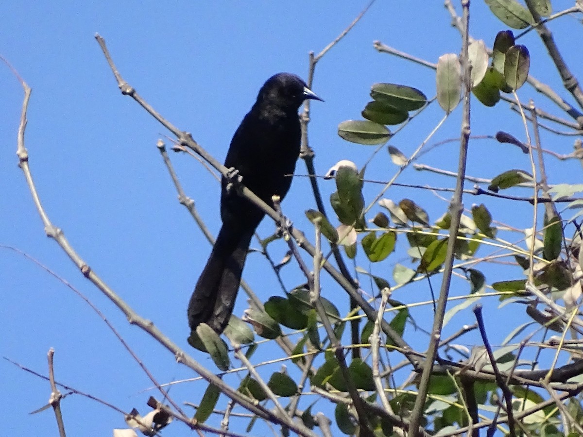 Variable Oriole - ML69393241