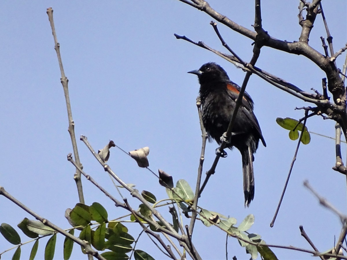 Variable Oriole - ADRIAN GRILLI