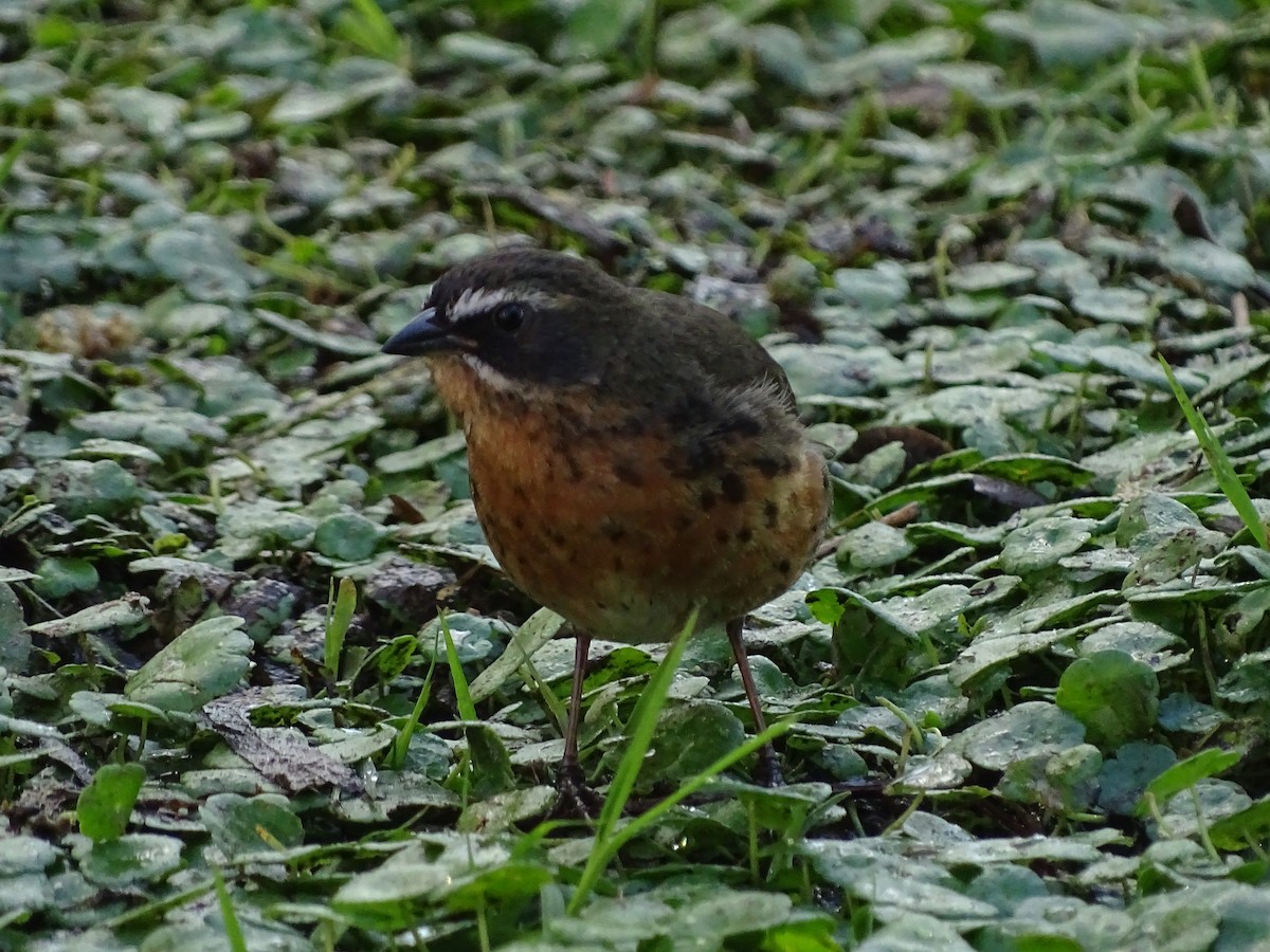 Black-and-rufous Warbling Finch - ML69393361