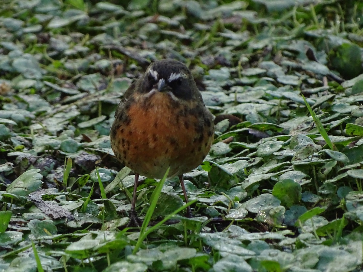 Black-and-rufous Warbling Finch - ML69393401