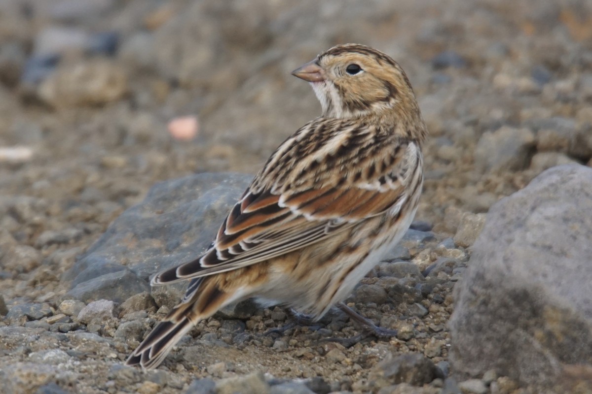 Lapland Longspur - ML69394071