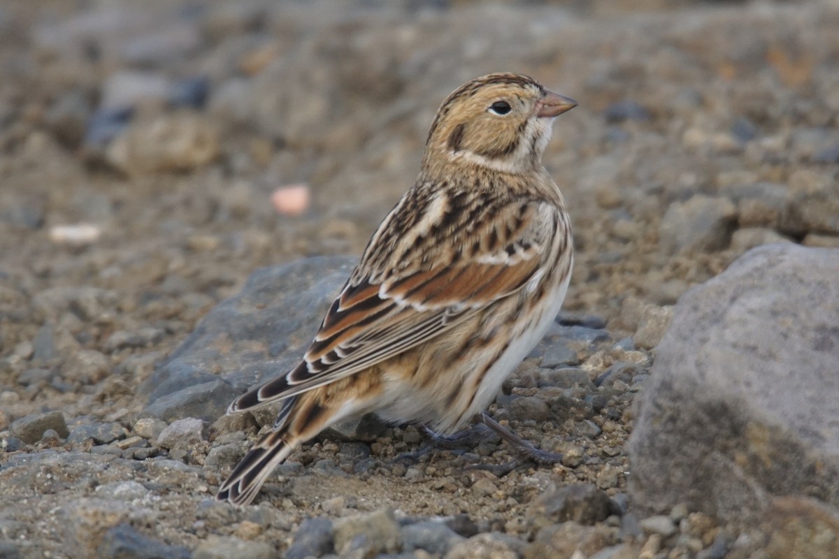 Lapland Longspur - ML69394081
