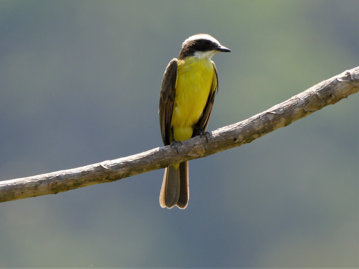 Rusty-margined Flycatcher - Mike Grant