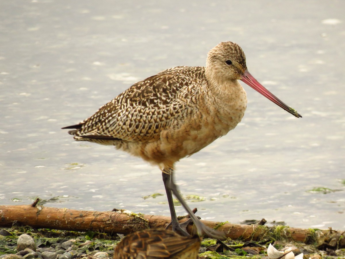 Marbled Godwit - ML69396441