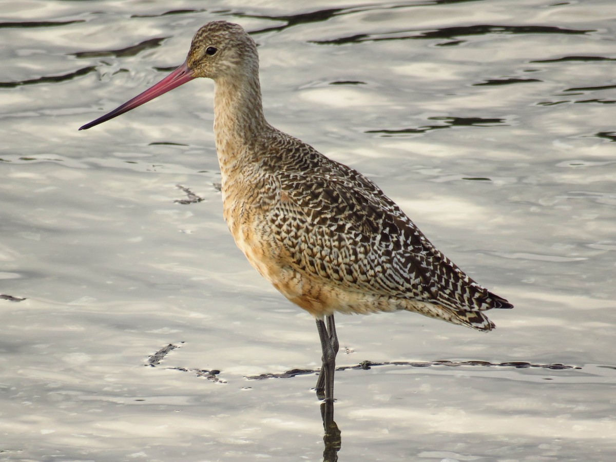 Marbled Godwit - Blair Dudeck