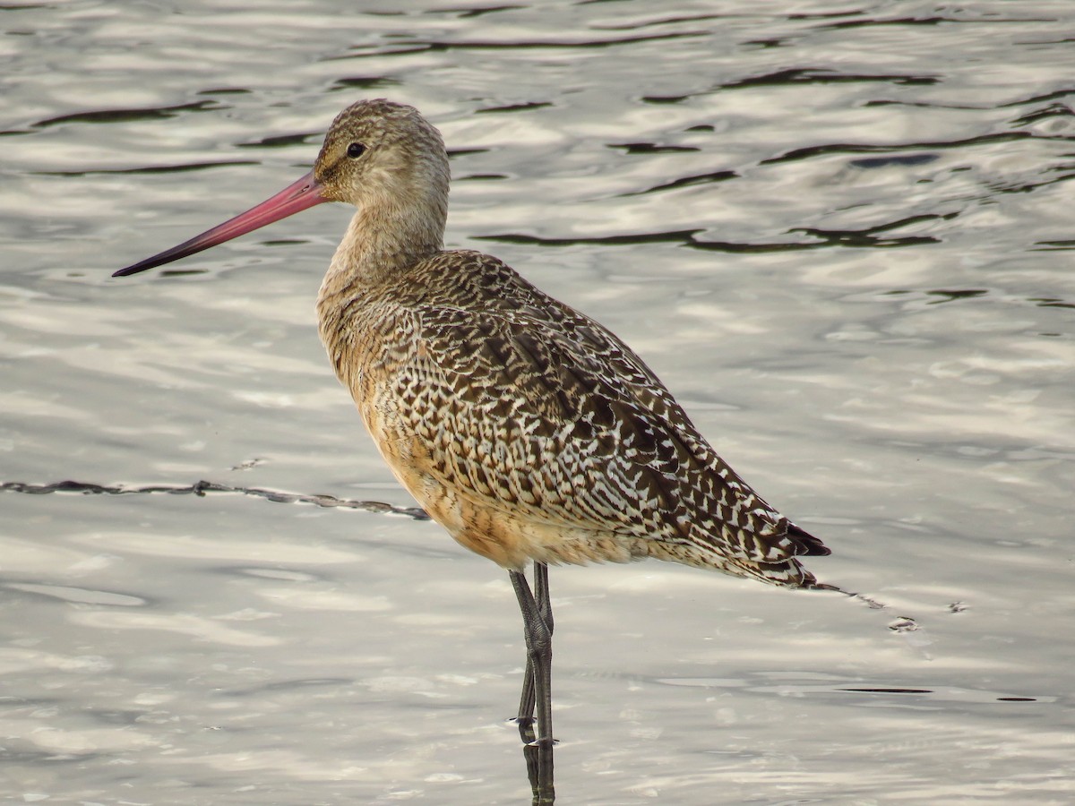 Marbled Godwit - ML69396661